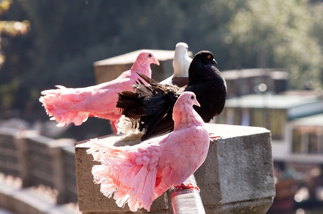 明顯的蹬踹 明顯的蹬踹